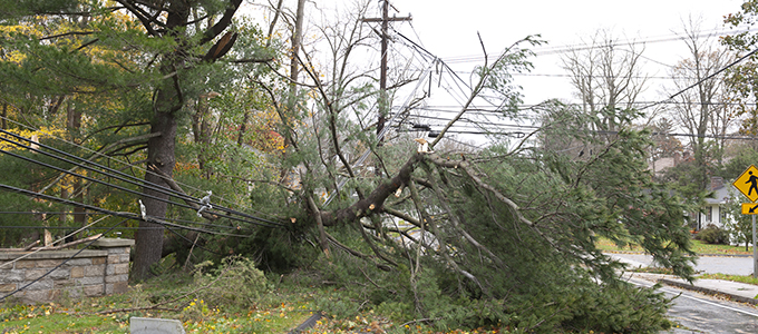 Fallen tree due to storm damage 